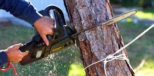 Best Hazardous Tree Removal  in Tonkawa, OK