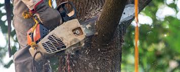  Tonkawa, OK Tree Services Pros