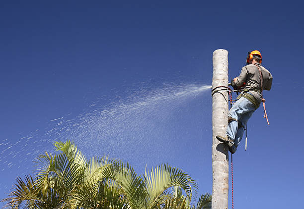 Best Tree Trimming and Pruning  in Tonkawa, OK