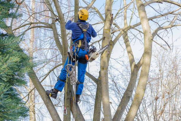 Best Stump Grinding and Removal  in Tonkawa, OK