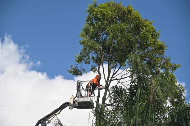 Best Tree Risk Assessment  in Tonkawa, OK