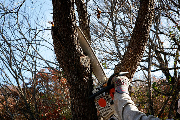 Best Tree Cabling and Bracing  in Tonkawa, OK