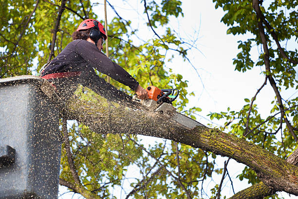 Best Mulching Services  in Tonkawa, OK