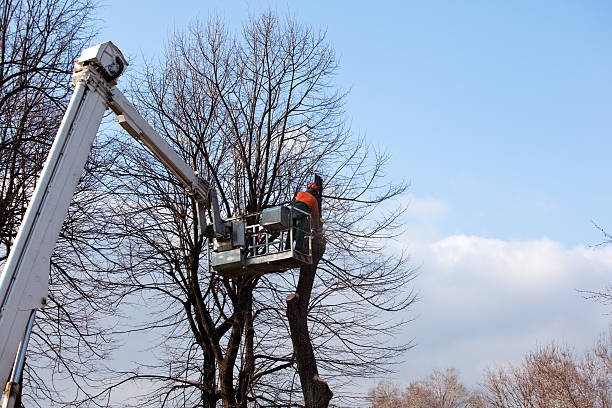 Best Storm Damage Tree Cleanup  in Tonkawa, OK